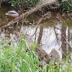 Váci Ártéri Tanösvény Vác - Egyéb