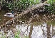 Váci Ártéri Tanösvény Vác