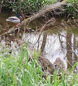 Váci Ártéri Tanösvény