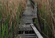 Váci Ártéri Tanösvény Vác