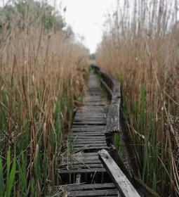 Váci Ártéri Tanösvény