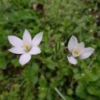 Váci Ártéri Tanösvény Vác - Egyéb