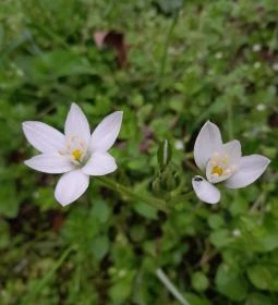 Váci Ártéri Tanösvény