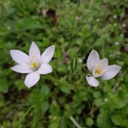 Váci Ártéri Tanösvény, Vác - Egyéb