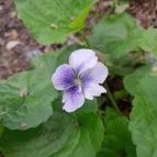 Váci Ártéri Tanösvény Vác - Egyéb