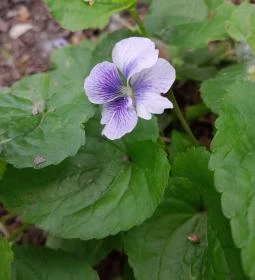 Váci Ártéri Tanösvény