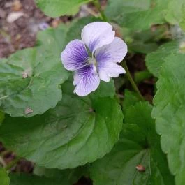 Váci Ártéri Tanösvény, Vác - Egyéb