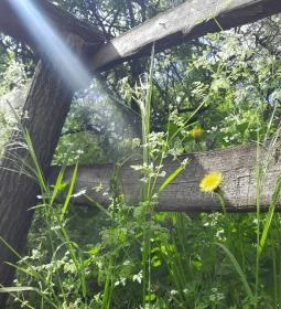 Váci Ártéri Tanösvény