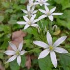 Váci Ártéri Tanösvény Vác - Egyéb