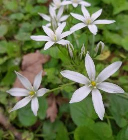 Váci Ártéri Tanösvény