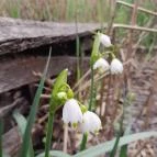 Váci Ártéri Tanösvény Vác - Egyéb