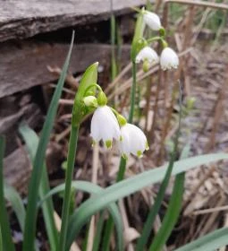 Váci Ártéri Tanösvény