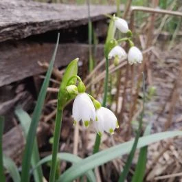 Váci Ártéri Tanösvény, Vác - Egyéb