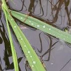 Váci Ártéri Tanösvény Vác - Egyéb