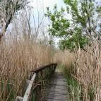 Váci Ártéri Tanösvény Vác - Egyéb