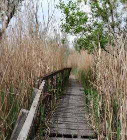 Váci Ártéri Tanösvény