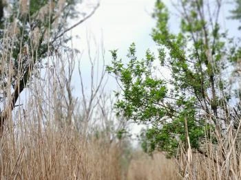 Váci Ártéri Tanösvény Vác