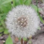 Váci Ártéri Tanösvény Vác - Egyéb