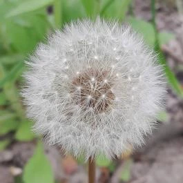 Váci Ártéri Tanösvény, Vác - Egyéb