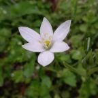 Váci Ártéri Tanösvény Vác - Egyéb