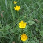 Váci Ártéri Tanösvény Vác - Egyéb