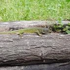 Váci Ártéri Tanösvény Vác - Egyéb