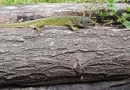 Váci Ártéri Tanösvény Vác