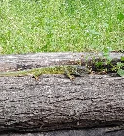 Váci Ártéri Tanösvény