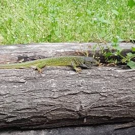 Váci Ártéri Tanösvény, Vác - Egyéb