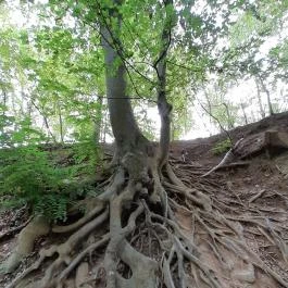 Vadálló-kövek, Dömös - Egyéb