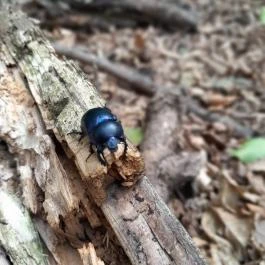 Vadálló-kövek, Dömös - Egyéb