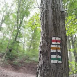 Vadálló-kövek, Dömös - Egyéb