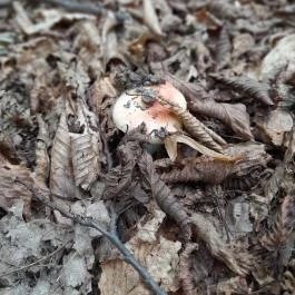 Vadálló-kövek, Dömös - Egyéb