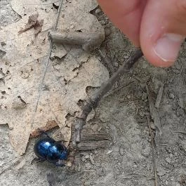 Vadálló-kövek, Dömös - Egyéb