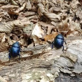 Vadálló-kövek, Dömös - Egyéb