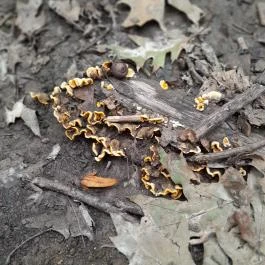 Vadálló-kövek, Dömös - Egyéb