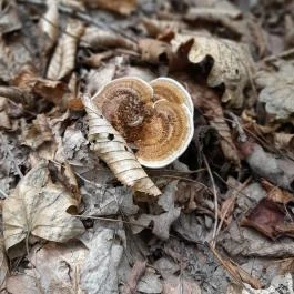 Vadálló-kövek, Dömös - Egyéb