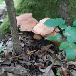 Vadálló-kövek, Dömös - Egyéb