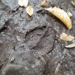 Vadálló-kövek, Dömös - Egyéb