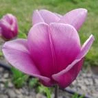 Városliget Budapest - Egyéb