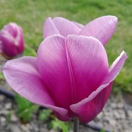 Városliget, Budapest - Egyéb