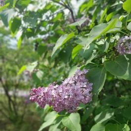 Városliget, Budapest - Egyéb