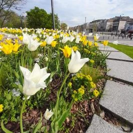 Városliget, Budapest - Egyéb