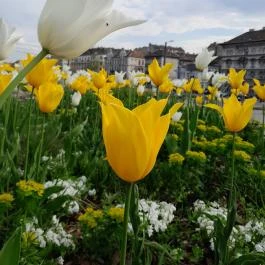 Városliget, Budapest - Egyéb