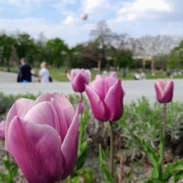 Városliget, Budapest - Egyéb