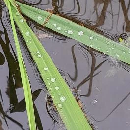 Velencei-tó Velence - Egyéb