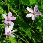 Velencei-tó Velence - Egyéb