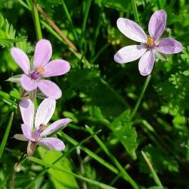 Velencei-tó Velence - Egyéb