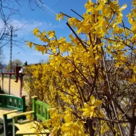 Királyi Palota - Visegrádi Mátyás Király Múzeum, Visegrád - Egyéb