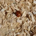 Vörös-kő Tahitótfalu - Egyéb